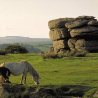 Dartmoor pony's